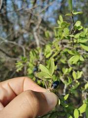 Forestiera phillyreoides