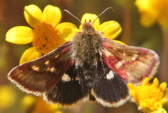 Heliothodes diminutiva