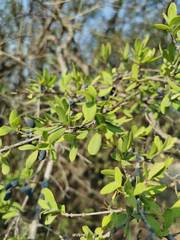 Forestiera phillyreoides