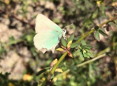 Callophrys