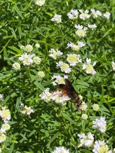 iNaturalist observation photo of Great Golden Digger Wasp