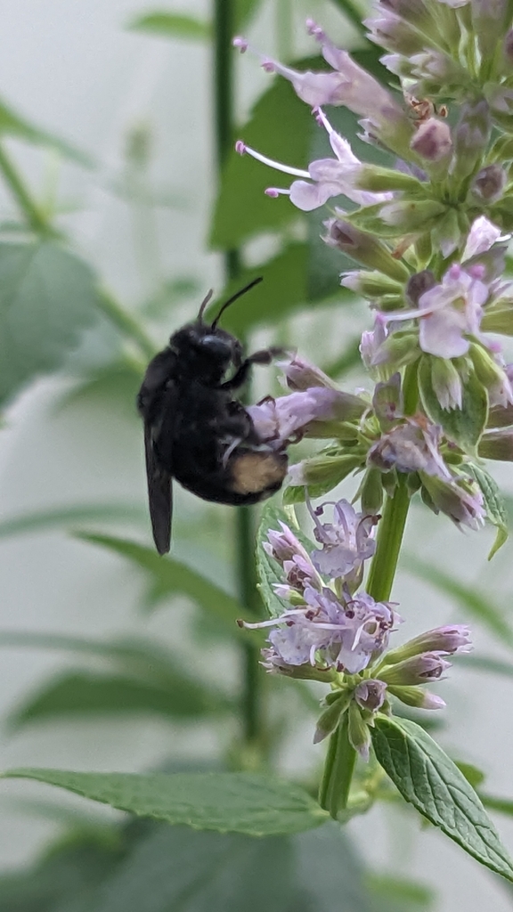 Melissodes bimaculatus nullus