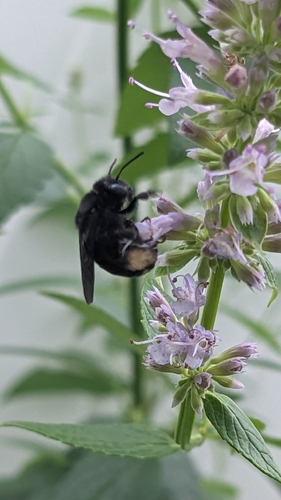 Melissodes bimaculatus nullus