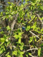 Forestiera phillyreoides