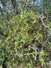 Forestiera phillyreoides