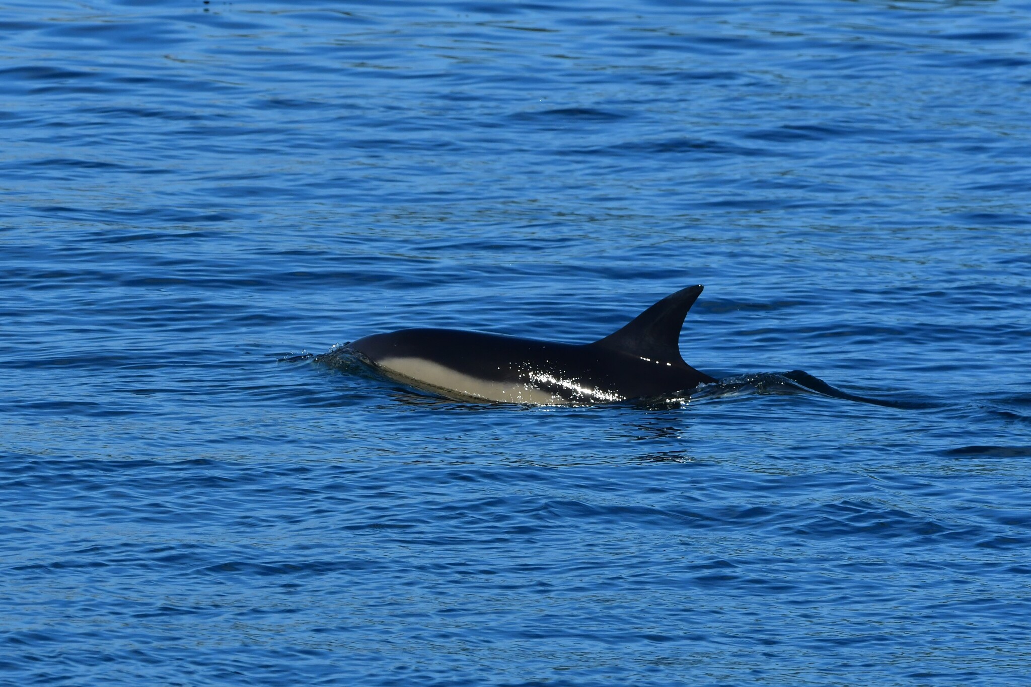 Delphinus delphis