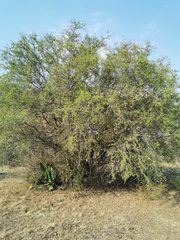 Forestiera phillyreoides