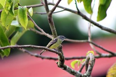 Tyrannulus elatus