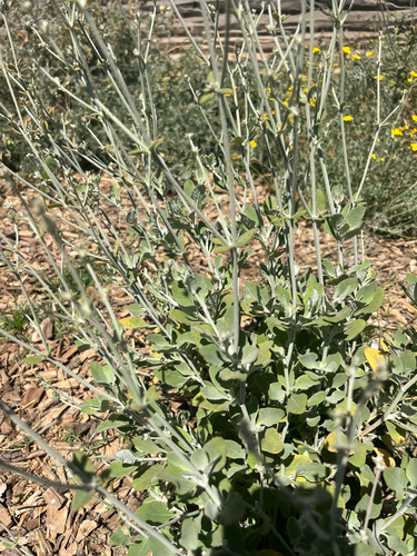 Eriogonum cinereum, photograph 1