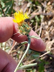 Centaurea sicula, photograph (c) Karim Haddad, some rights reserved (CC BY)