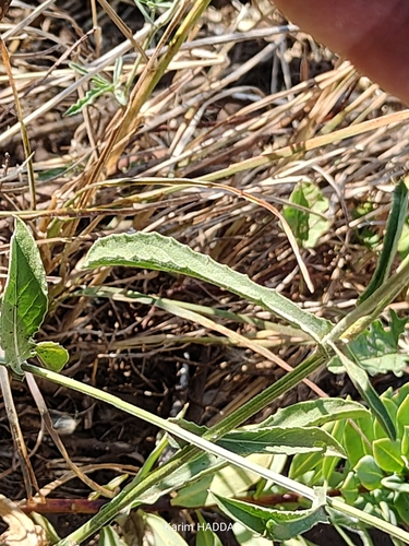 Centaurea sicula, photograph 2