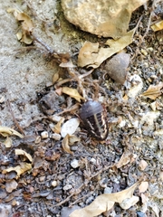 Pycnoscelus surinamensis