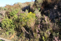 Euryops virgineus, photograph (c) Tony Rebelo, some rights reserved (CC BY-SA)