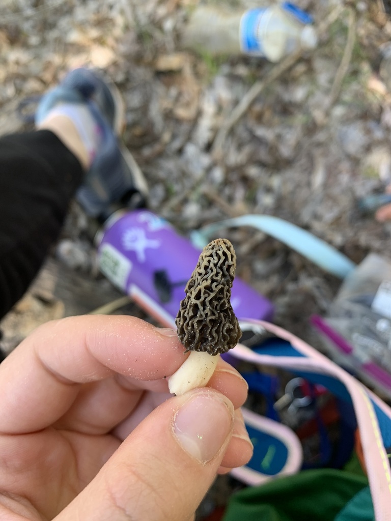 Black Morels from Boise River, Garden City, ID, US on April 26, 2020 at 0418 PM by flowerpal