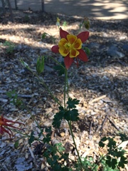 Aquilegia formosa