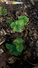 Fragaria × ananassa