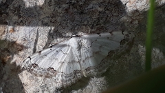 Scopula decorata congruata