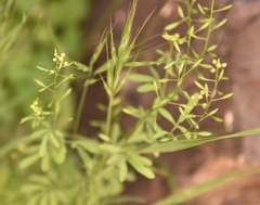 Descurainia californica