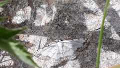 Scopula decorata congruata