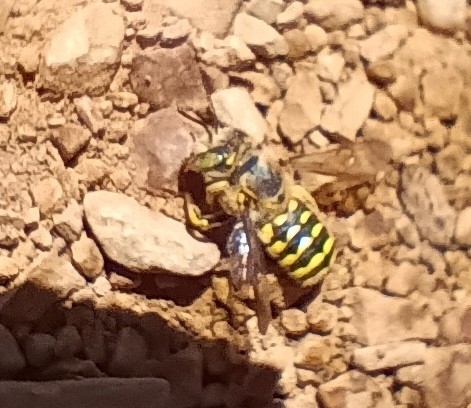 iNaturalist observation photo of Wool Carder Bees