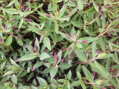 Dwarf Fireweed