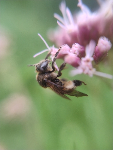 European Yellow Loosestrife Bee, 6525 DK Nijmegen, Netherlands, photo 9 of 10