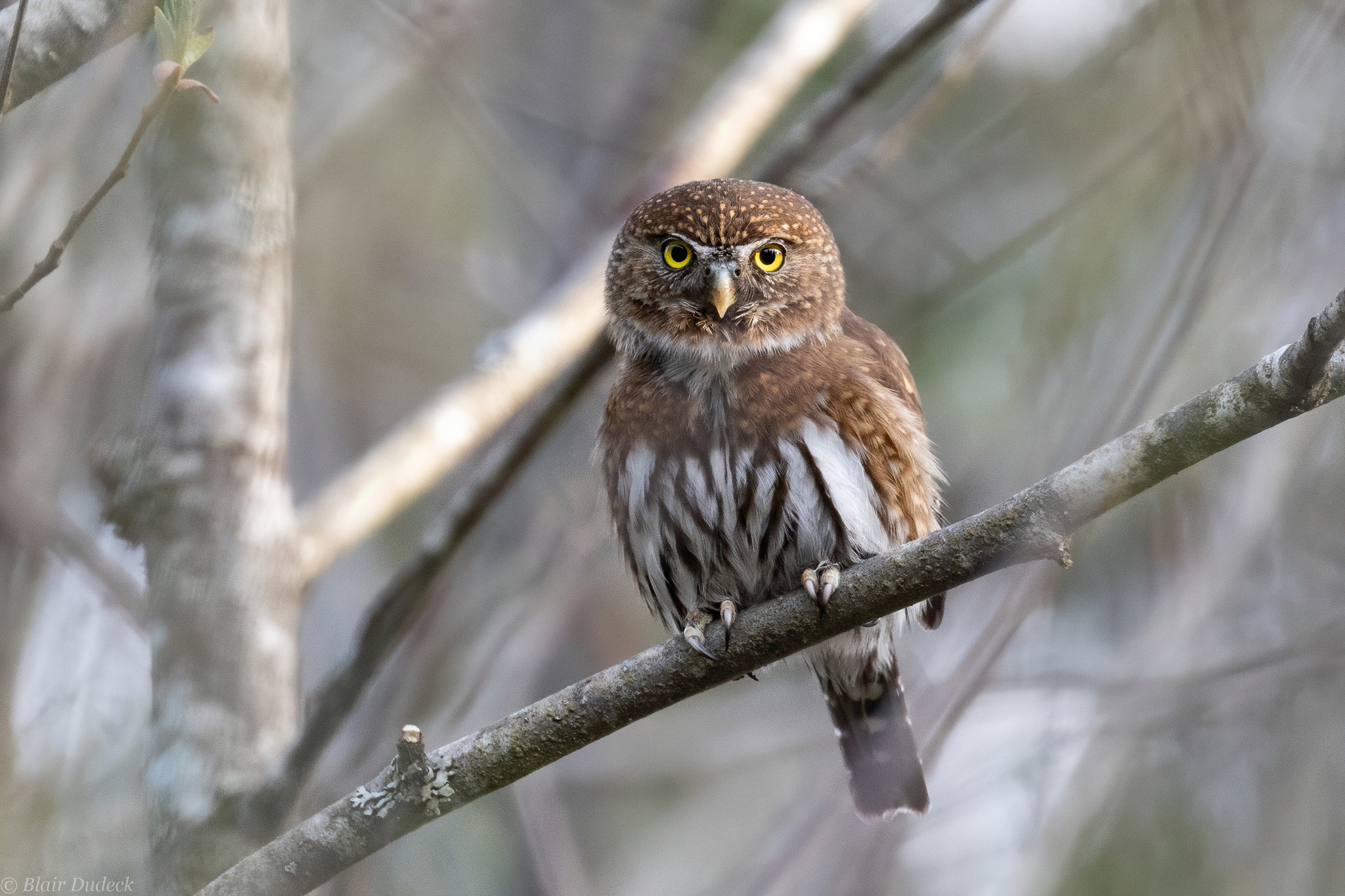 Northern Pygmy-Owl illustration