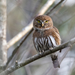 Vancouver Island Pygmy-Owl - Photo (c) Blair Dudeck, some rights reserved (CC BY), uploaded by Blair Dudeck