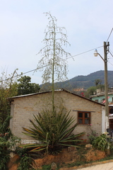 Furcraea guerrerensis