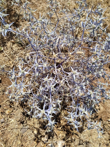 Eryngium triquetrum