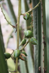 Furcraea guerrerensis