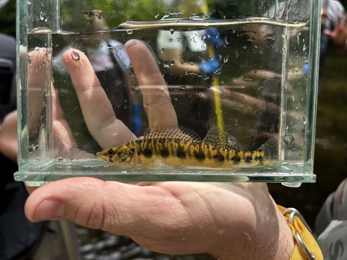 Blotchside darter (Percina burtoni) — Percidae — 4