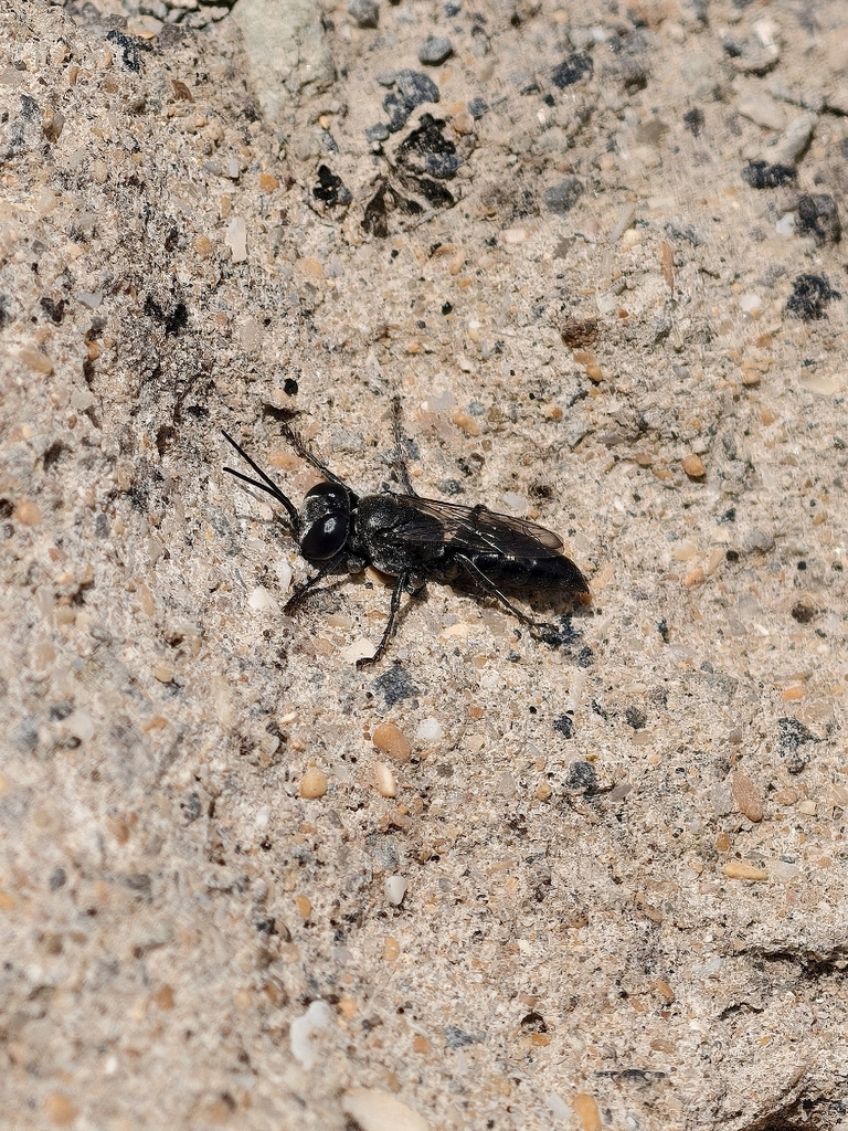 Tachysphex unicolor