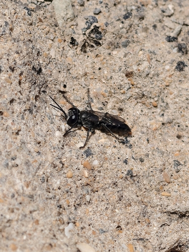 Tachysphex unicolor
