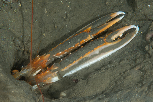 Nephrops norvegicus
