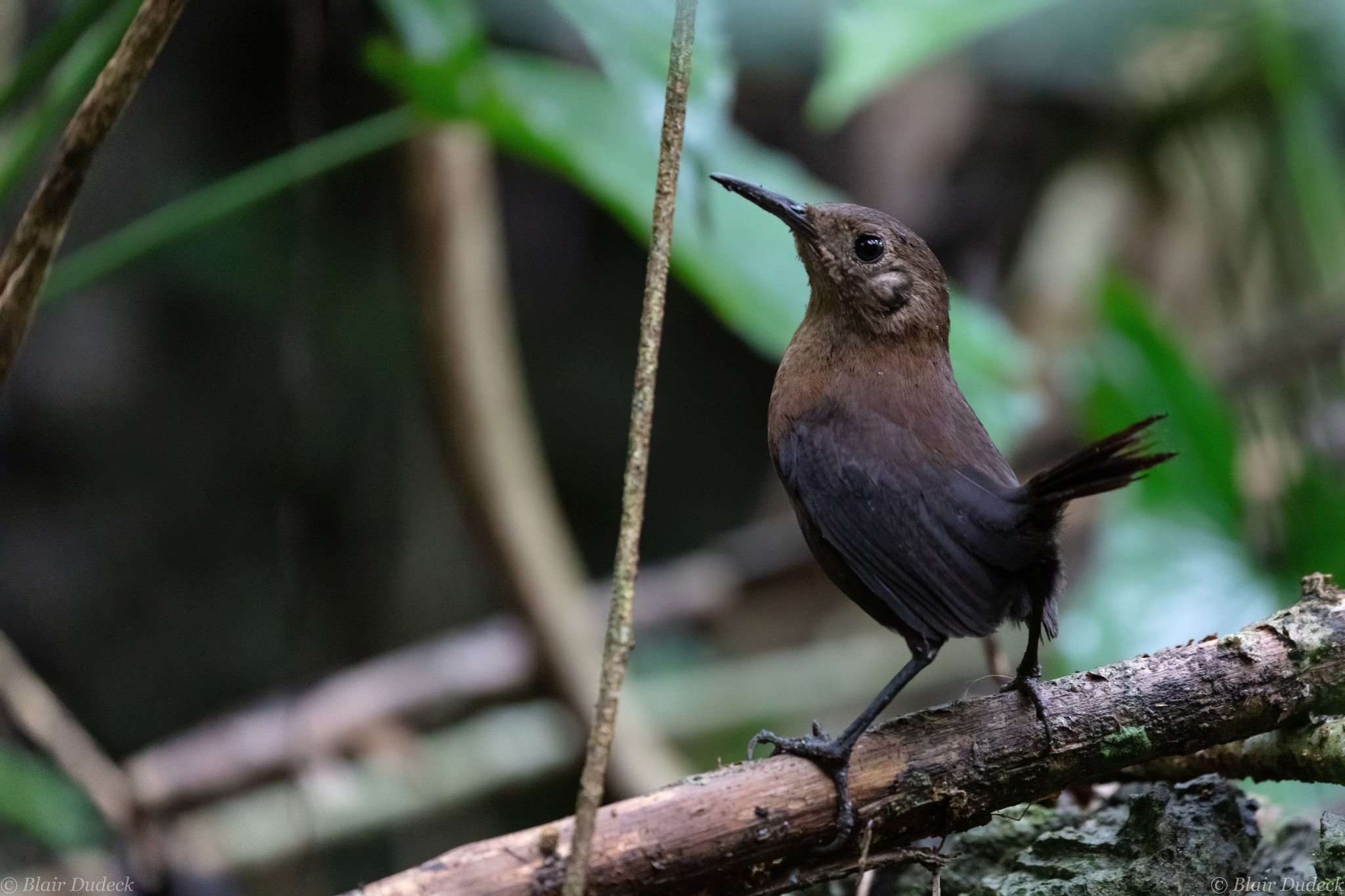 Sumichrast's Wren (Hylorchilus sumichrasti), photo 2