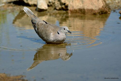 Eurasian Collared-Dove