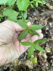 Galium latifolium
