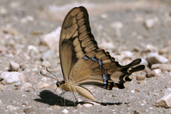 Heraclides aristodemus