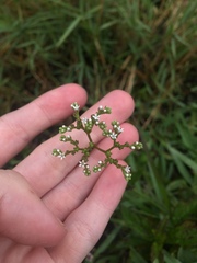Mitreola