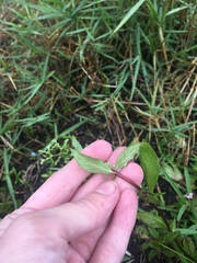 Mitreola