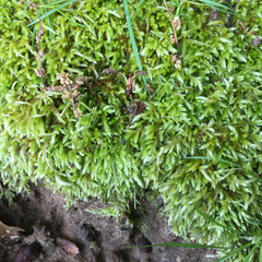 Pseudisothecium cristatum