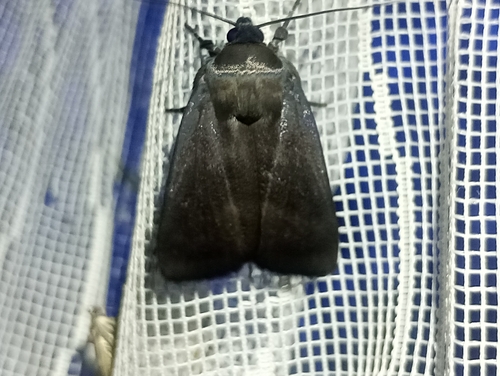 Amphipyra livida
