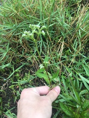 Mitreola