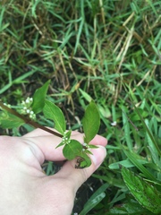 Mitreola