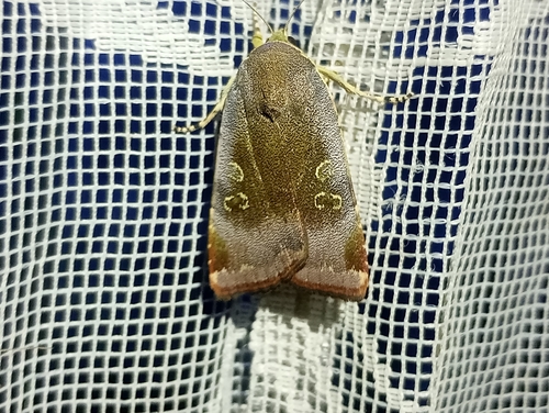 Langmaid's Yellow Underwing