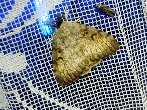 Spongy Moth