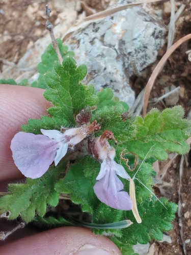 Wall germander