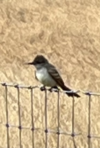 Ash-throated Flycatcher seen in Sonoma Valley