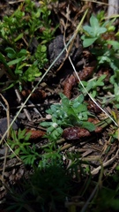 Psilocarphus tenellus